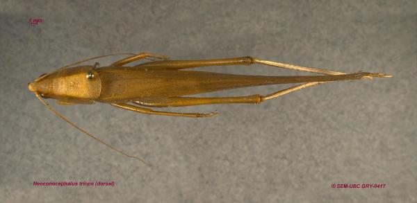 Photo of Neoconocephalus triops by Spencer Entomological Museum